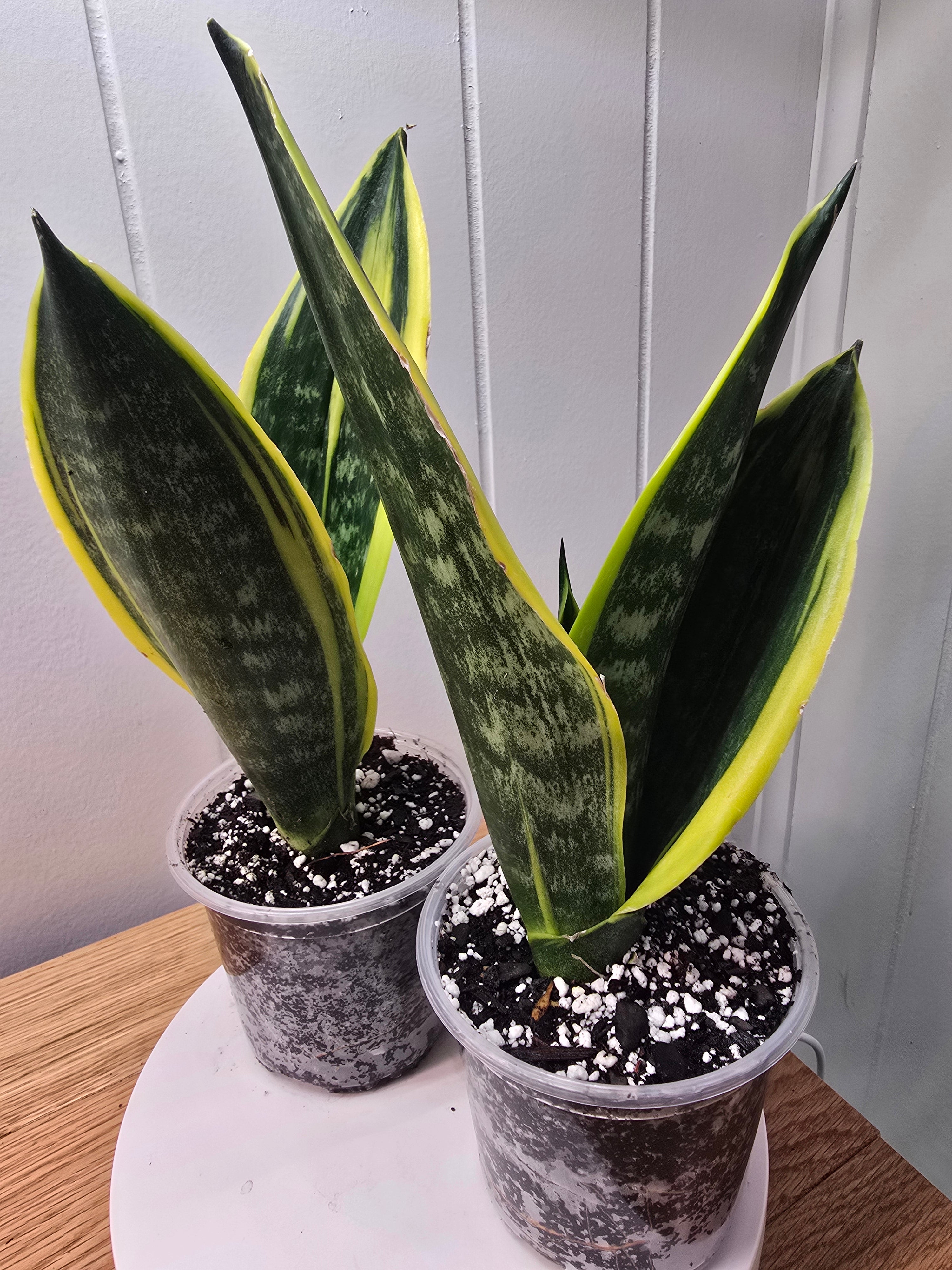 Sansevieria Gold Flame RARE New Variety House Plant Plant **2 Pack**