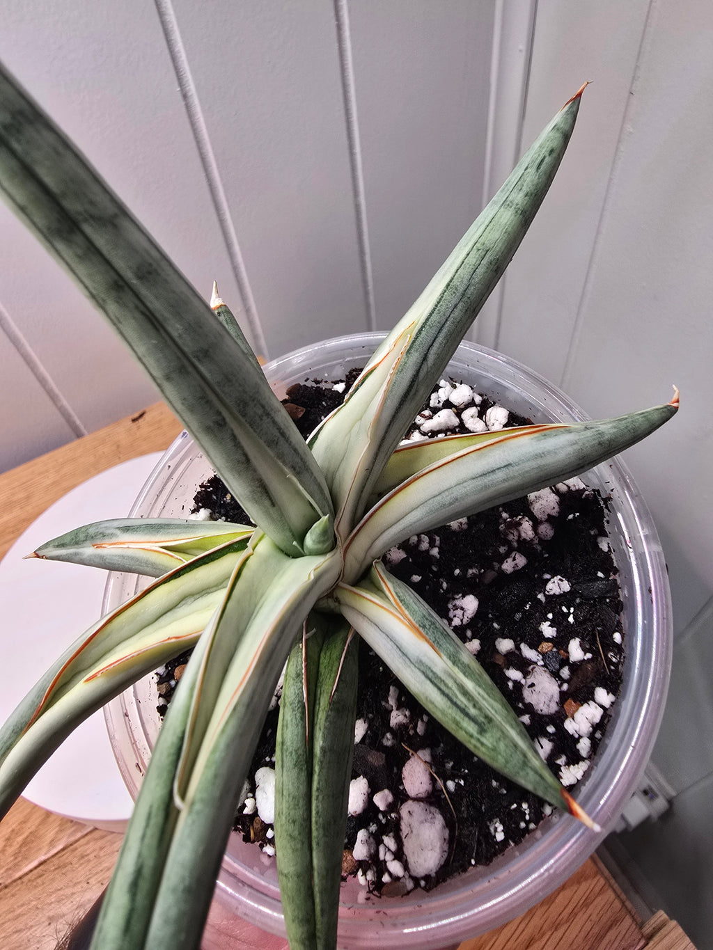 Sansevieria RARE 'Blue Clone' Variegated Plant Houseplant in 4"Pot