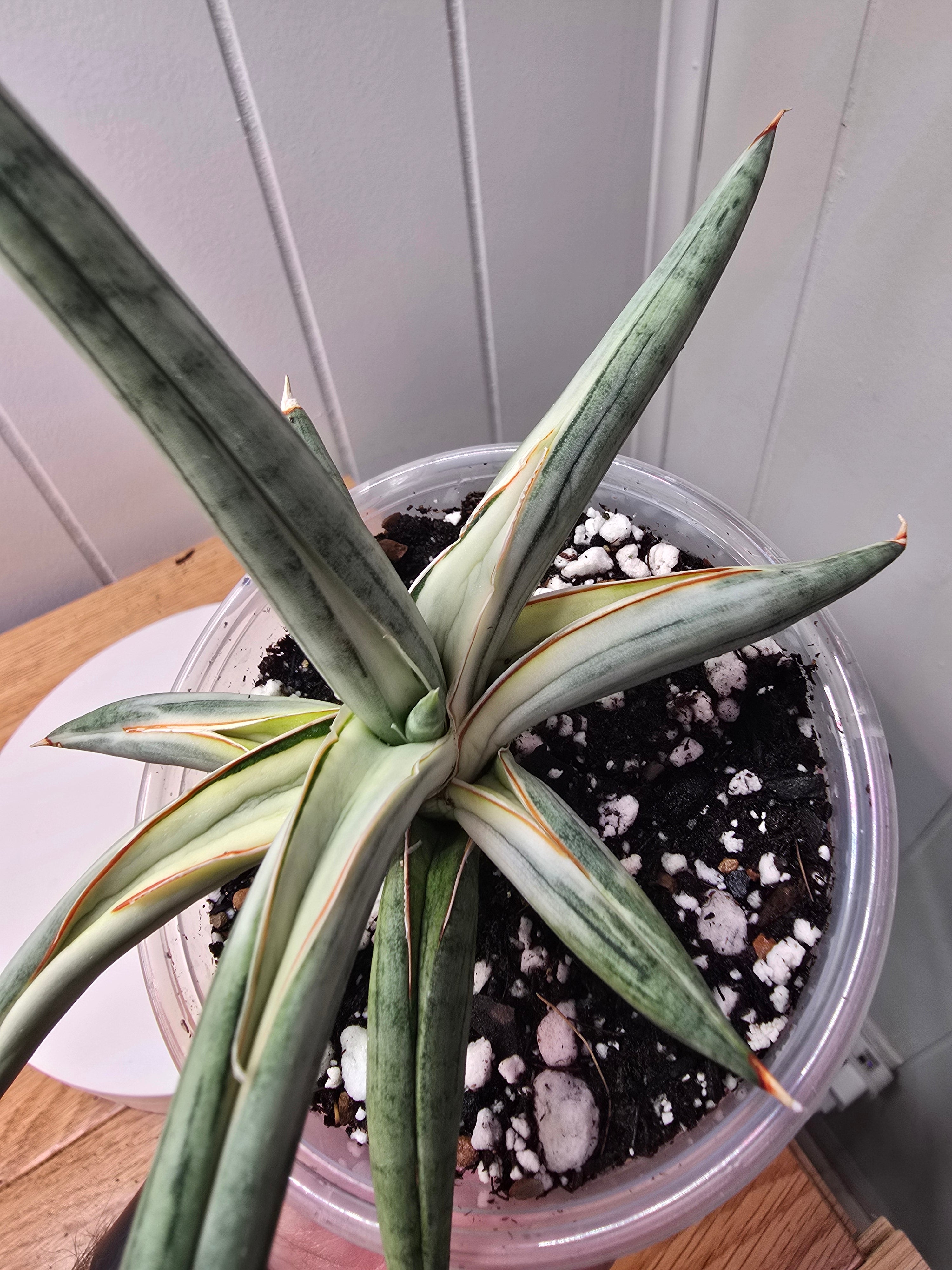 Sansevieria RARE 'Blue Clone' Variegated Plant Houseplant in 4"Pot