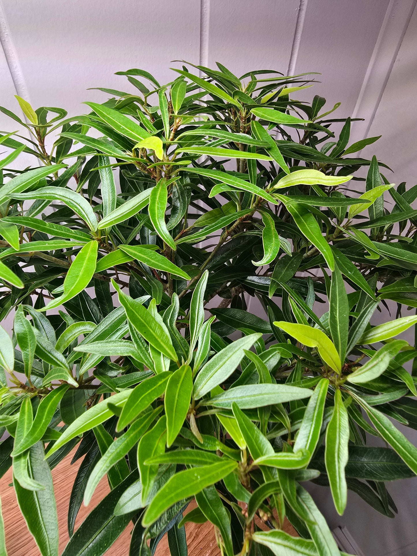 Ficus Nerifolia/ Salisafolia 'Willow Leaf Ficus' Perfect for Bonsai - 15" Tall