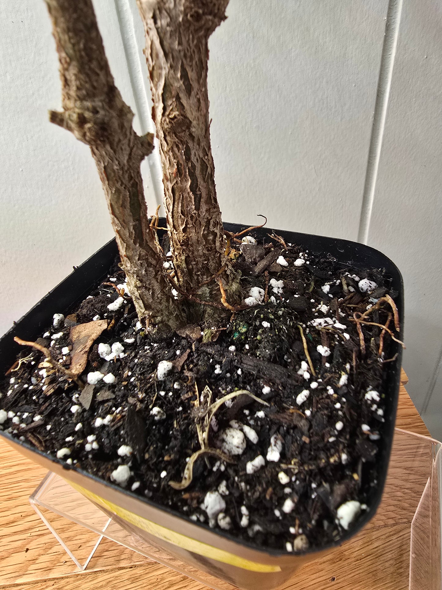 Ficus Nerifolia/ Salisafolia 'Willow Leaf Ficus' Perfect for Bonsai - 15" Tall