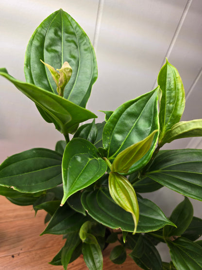Medinilla Myriantha - Malaysian Orchid - 16" Tall x 15" Wide - Bare Root Ship