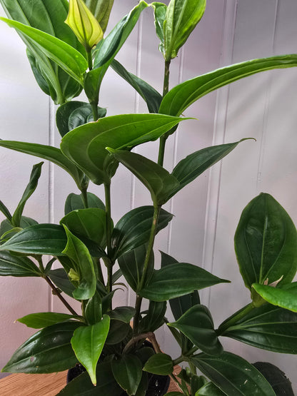 Medinilla Myriantha - Malaysian Orchid - 16" Tall x 15" Wide - Bare Root Ship
