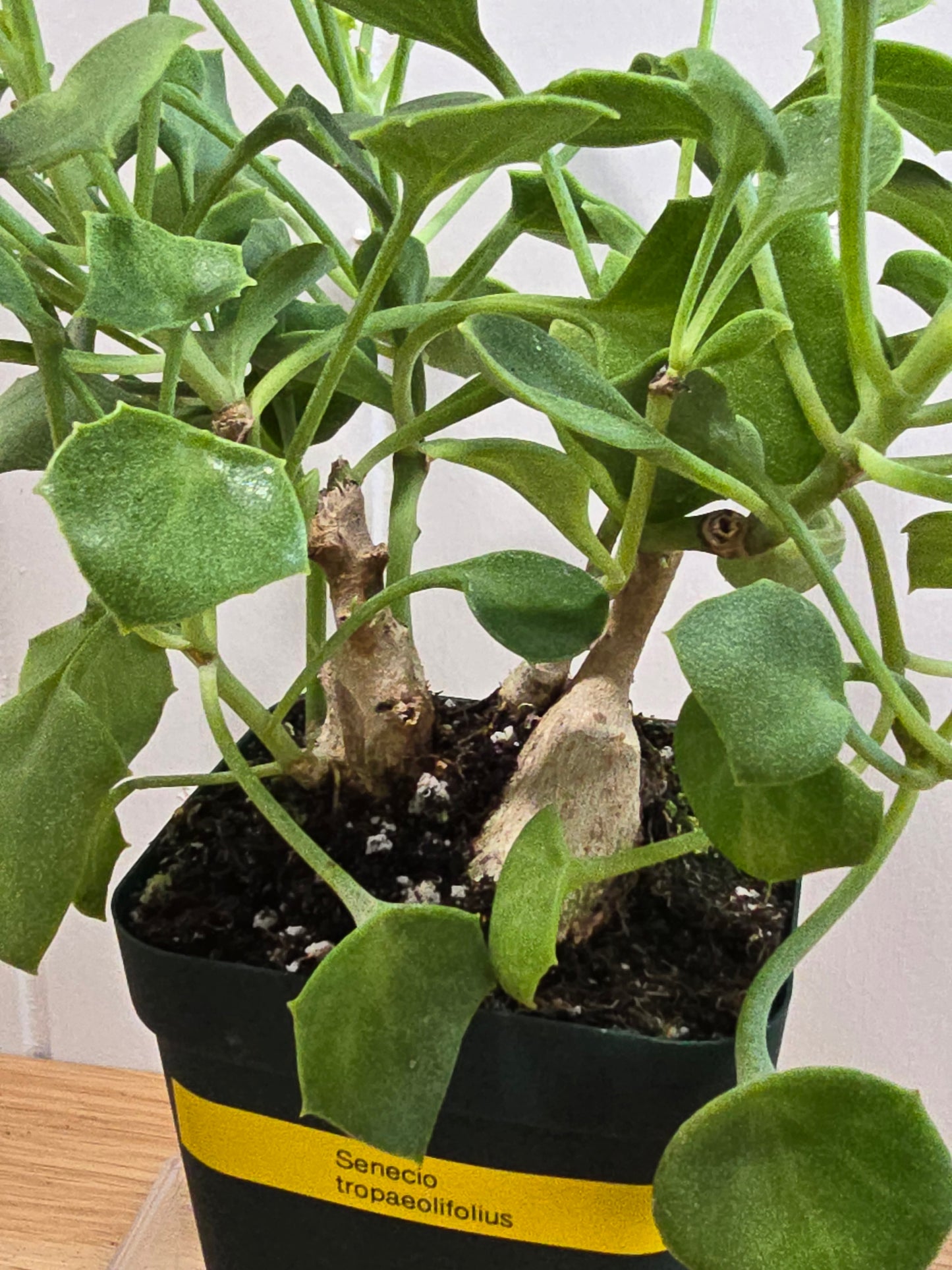 Senecio Tropaeolifolius -Very Mature - 4" Pot - Could Be Split - Possible Bonsai