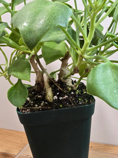 Senecio Tropaeolifolius -Very Mature - 4" Pot - Could Be Split - Possible Bonsai