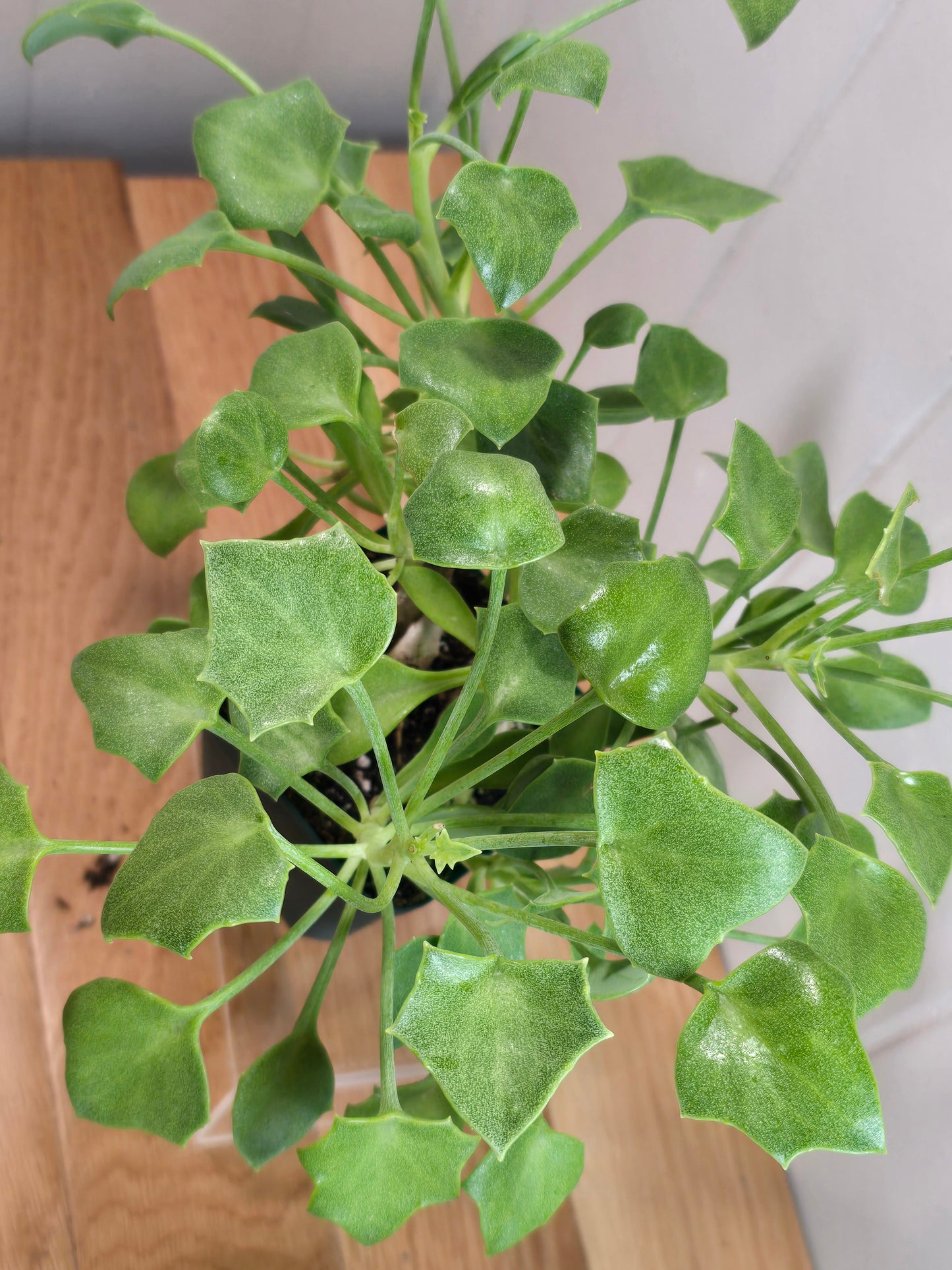 Senecio Tropaeolifolius -Very Mature - 4" Pot - Could Be Split - Possible Bonsai