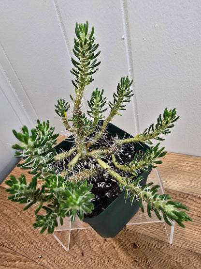 Maihueniopsis Poeppigii RARE Cactus Plant in 4" Pot