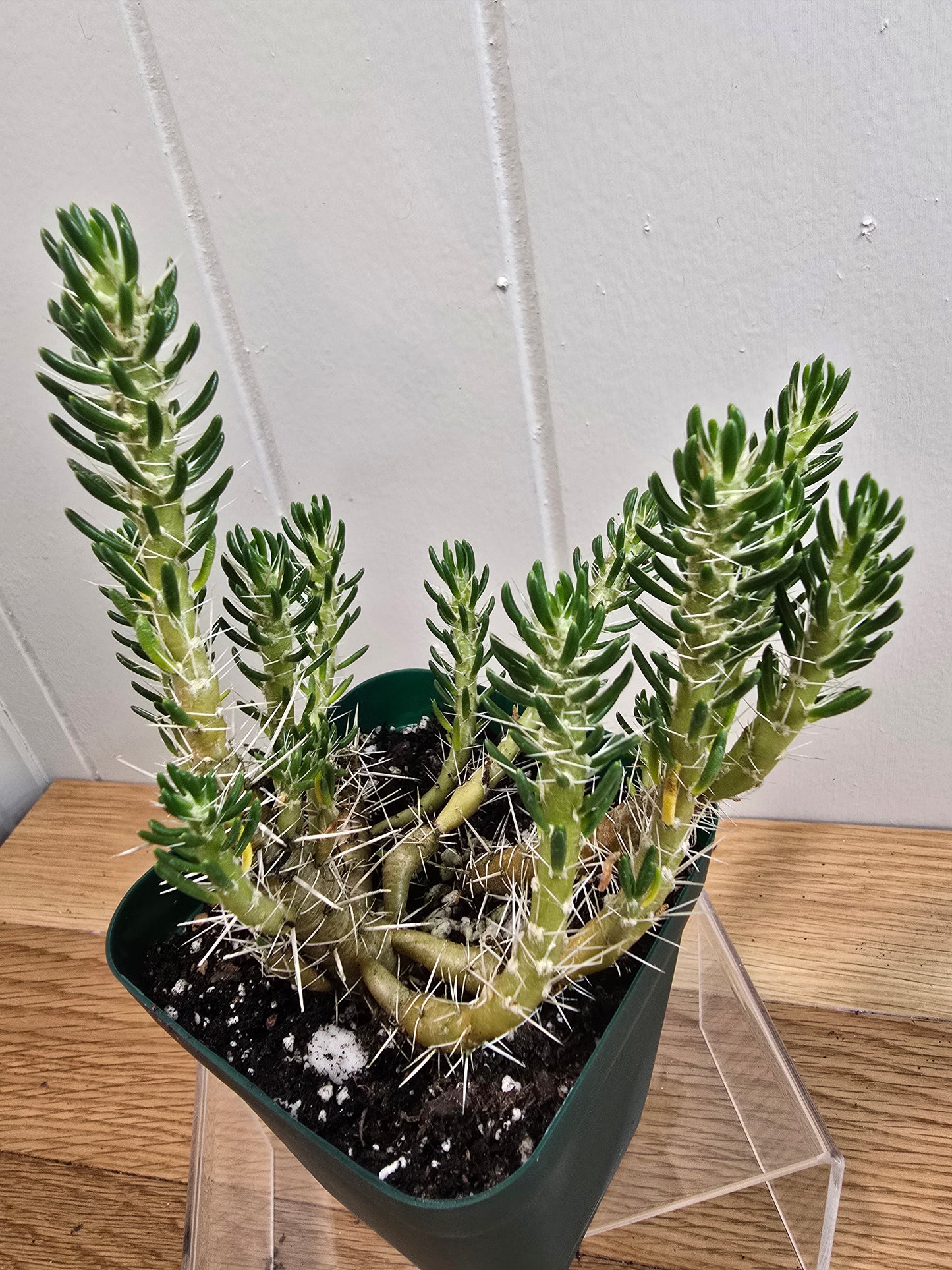Maihueniopsis Poeppigii RARE Cactus Plant in 4" Pot