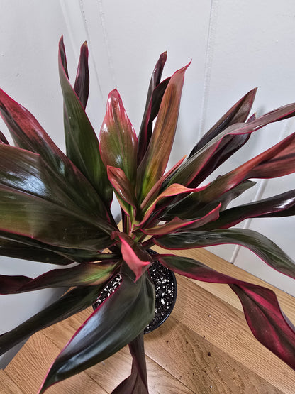 Cordyline Orange Hawaiian Ti Plant - 17" Tall Variegated Houseplant - Bare Root Shipping