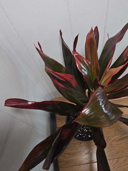 Cordyline Orange Hawaiian Ti Plant - 17" Tall Variegated Houseplant - Bare Root Shipping