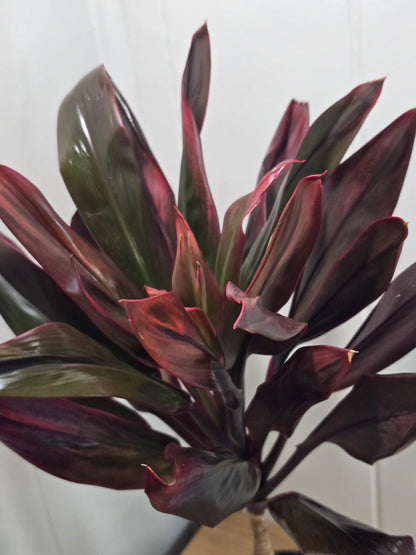Cordyline Orange Hawaiian Ti Plant - 17" Tall Variegated Houseplant - Bare Root Shipping