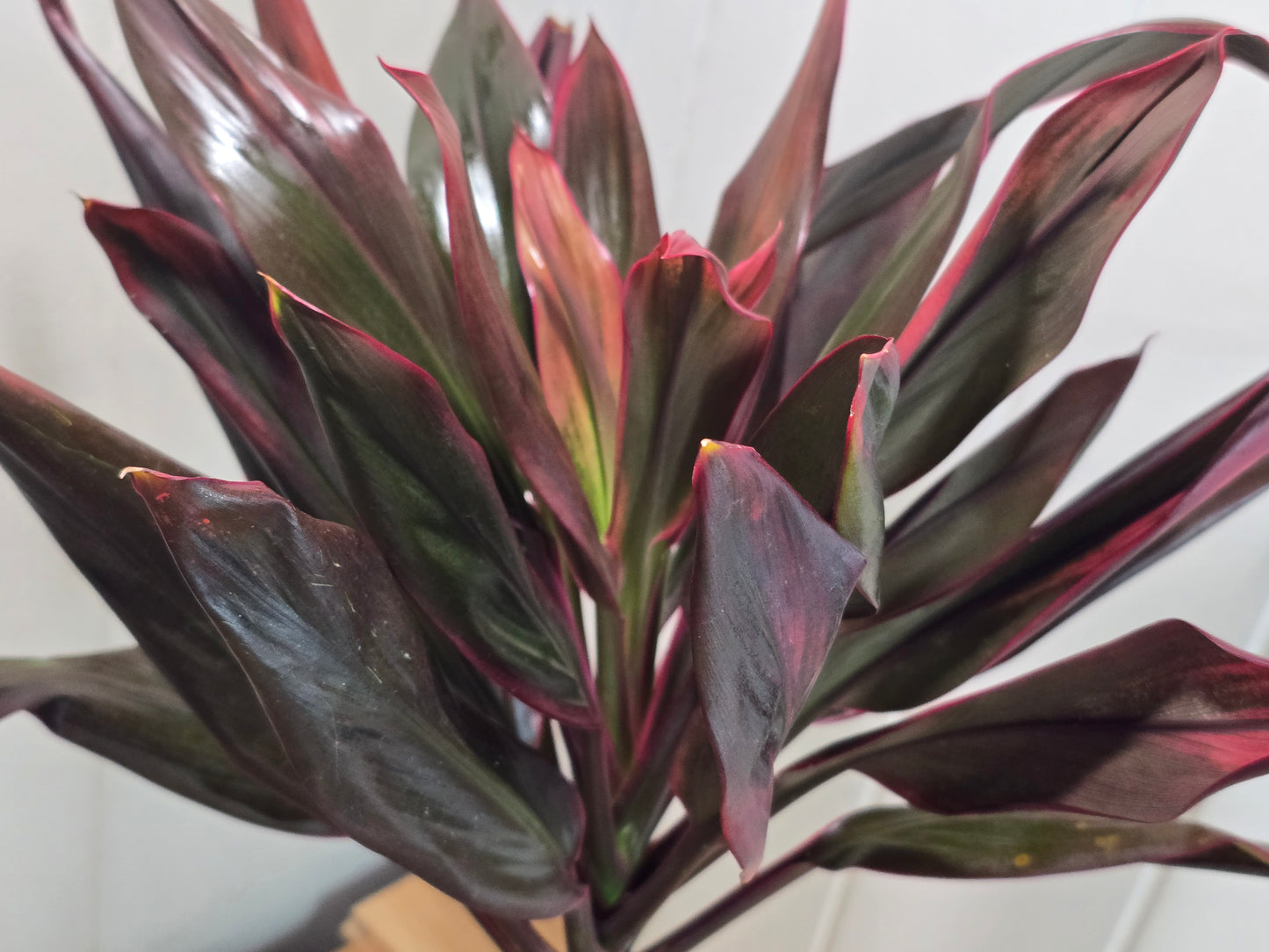 Cordyline Orange Hawaiian Ti Plant - 17" Tall Variegated Houseplant - Bare Root Shipping