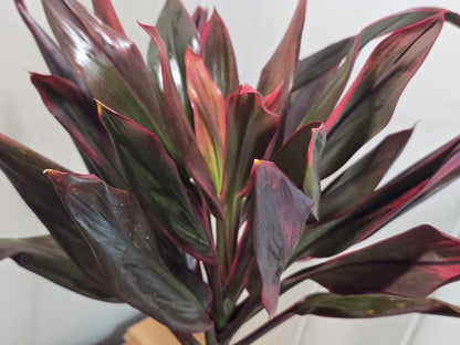 Cordyline Orange Hawaiian Ti Plant - 17" Tall Variegated Houseplant - Bare Root Shipping