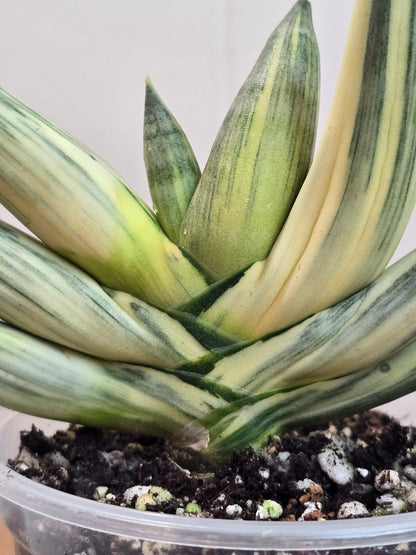 RARE Sansevieria Boncel Variegated Live Plant in 4" Pot LOCATED IN USA