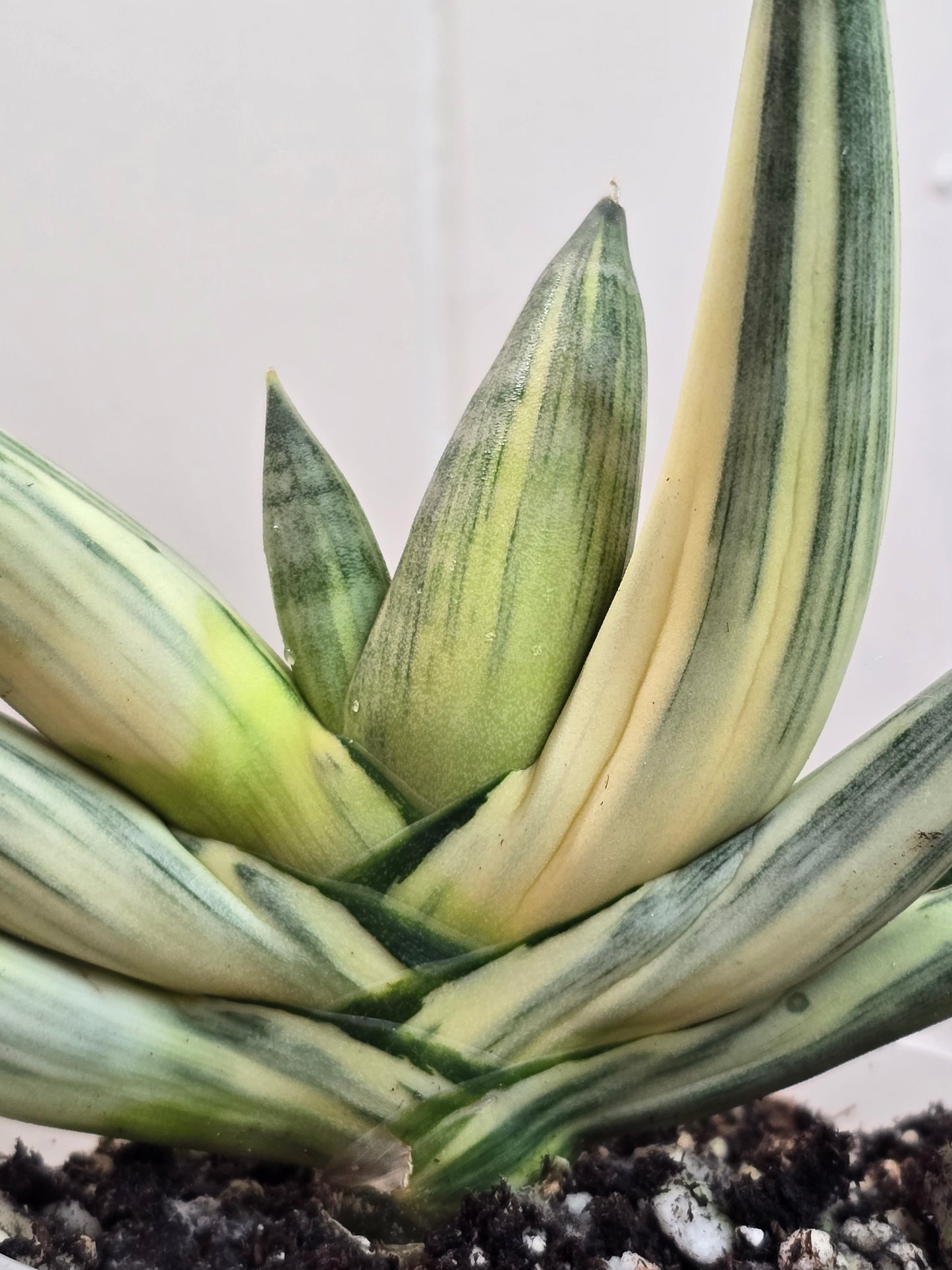 RARE Sansevieria Boncel Variegated Live Plant in 4" Pot LOCATED IN USA