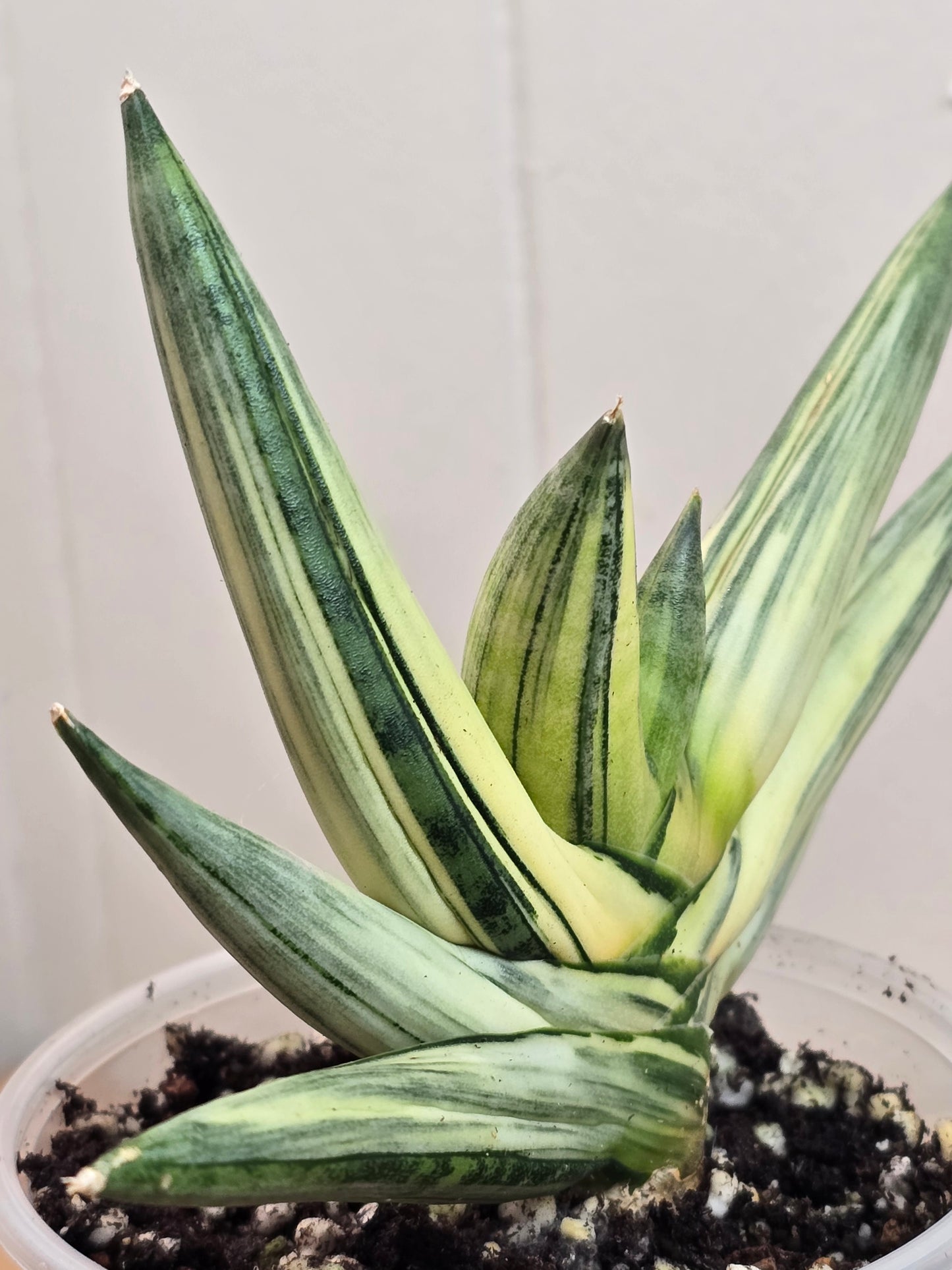 RARE Sansevieria Boncel Variegated Live Plant in 4" Pot LOCATED IN USA