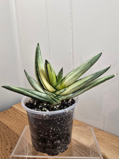 RARE Sansevieria Boncel Variegated Live Plant in 4" Pot LOCATED IN USA