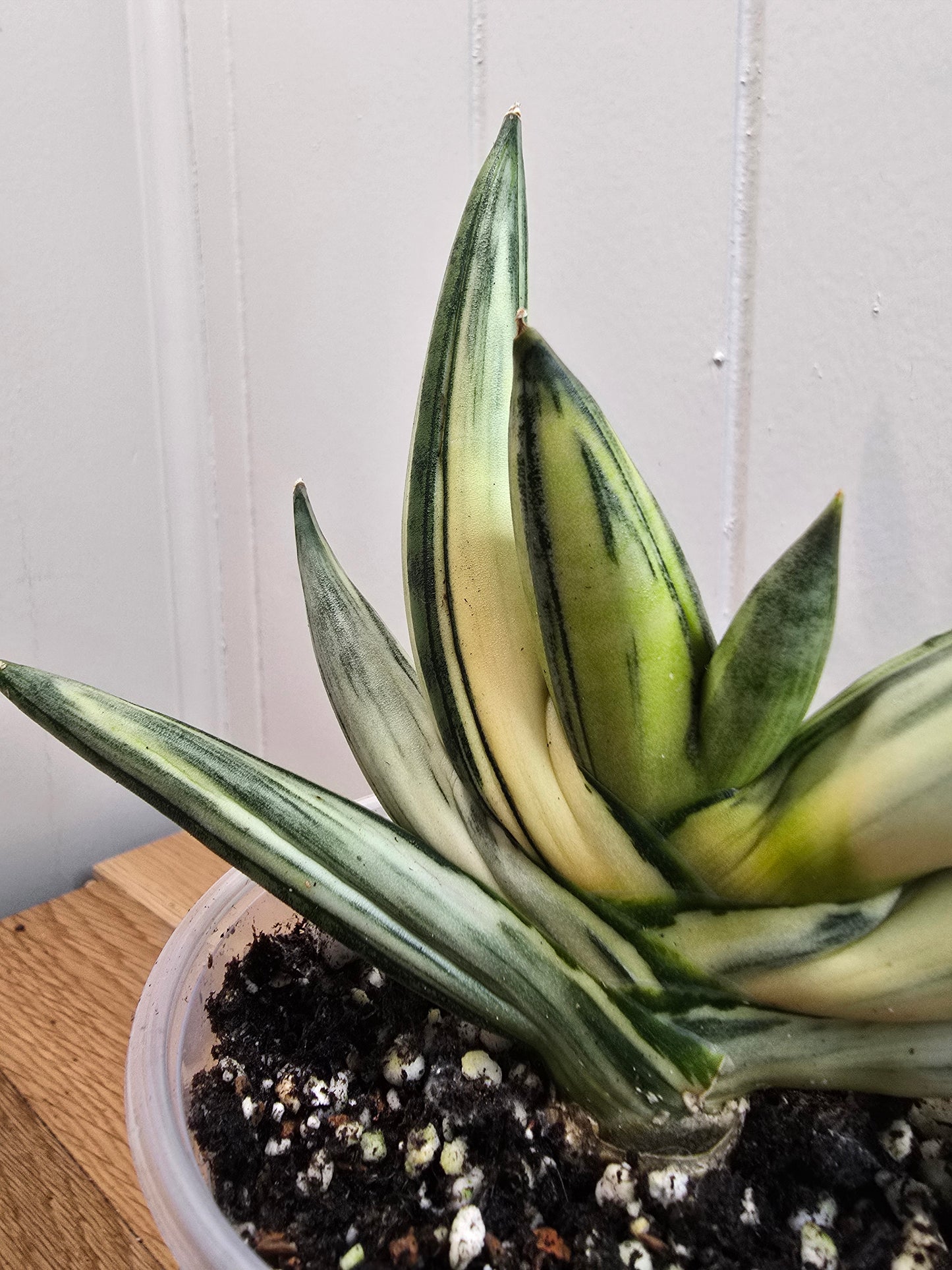 RARE Sansevieria Boncel Variegated Live Plant in 4" Pot LOCATED IN USA