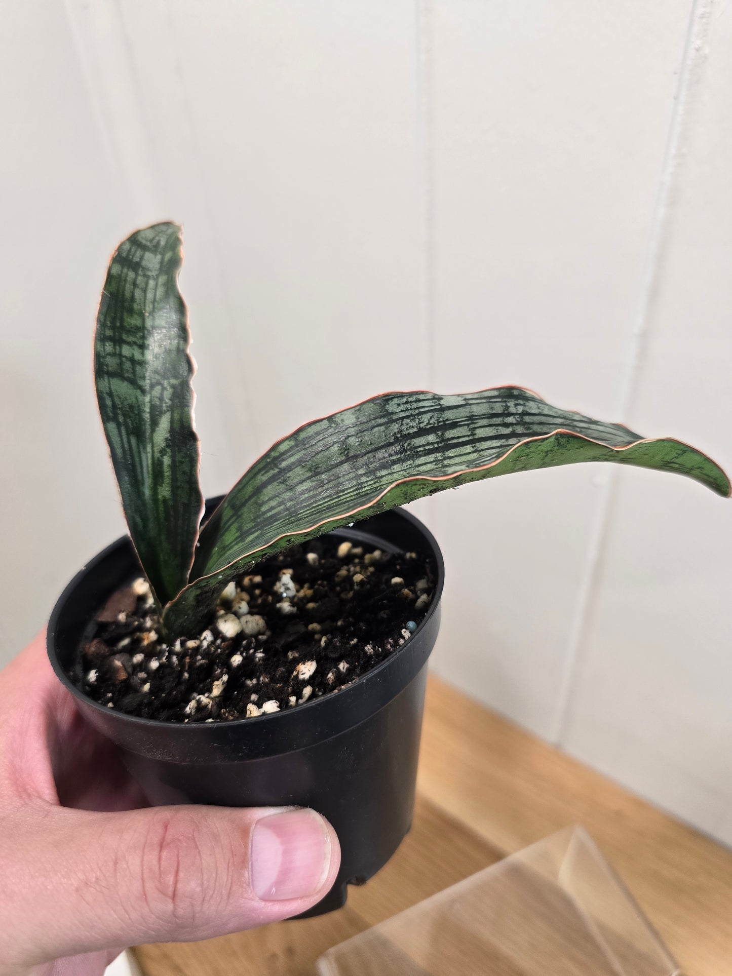 Sansevieria Cleopatra RARE Snake Plant Two Leafs in 5.5" Dominate Leaf