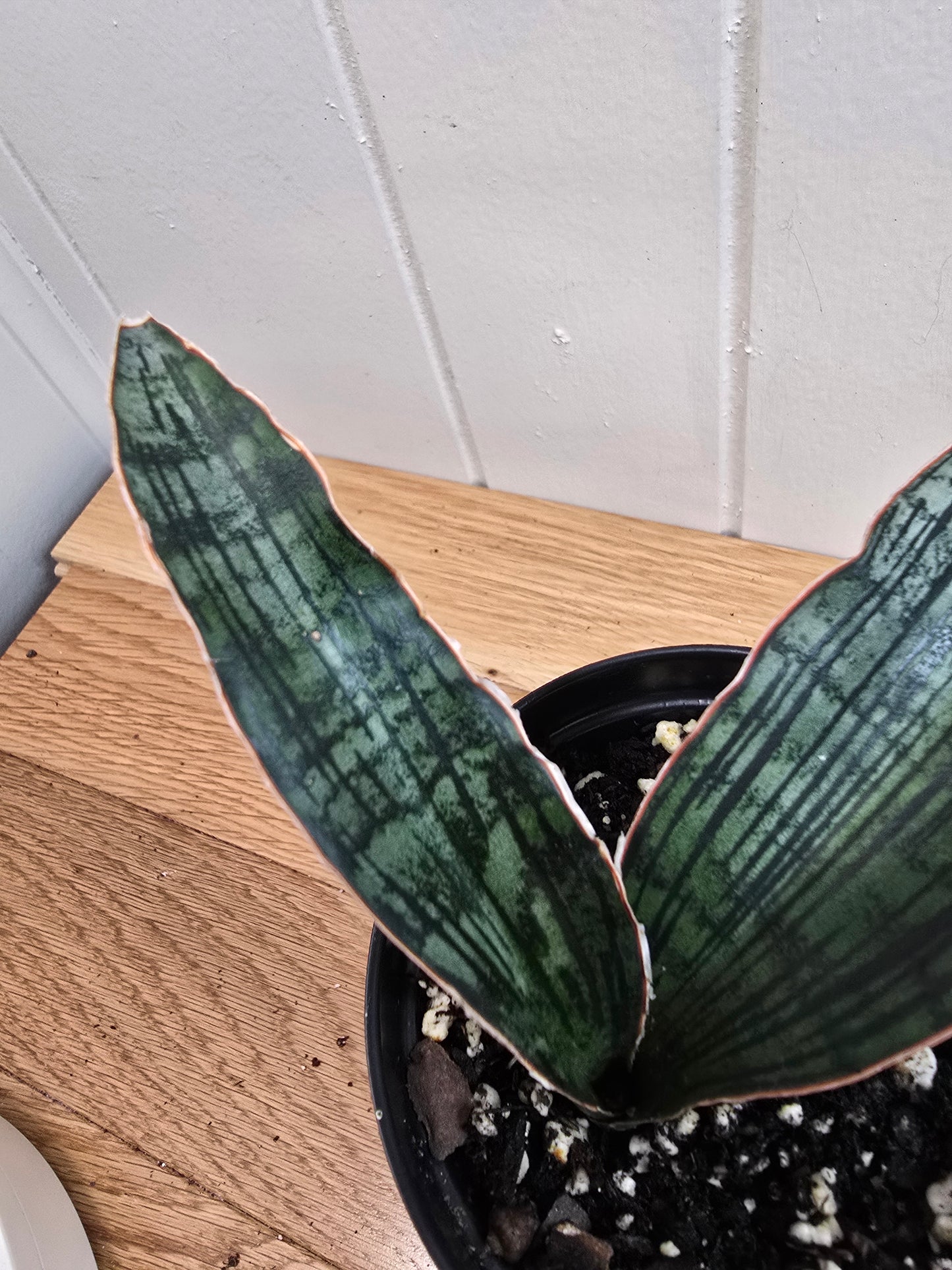 Sansevieria Cleopatra RARE Snake Plant Two Leafs in 5.5" Dominate Leaf