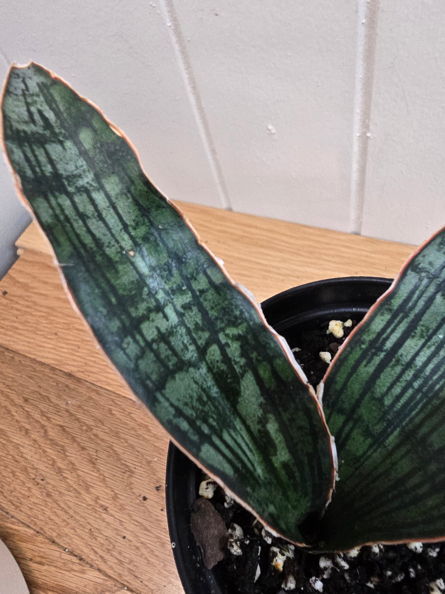 Sansevieria Cleopatra RARE Snake Plant Two Leafs in 5.5" Dominate Leaf
