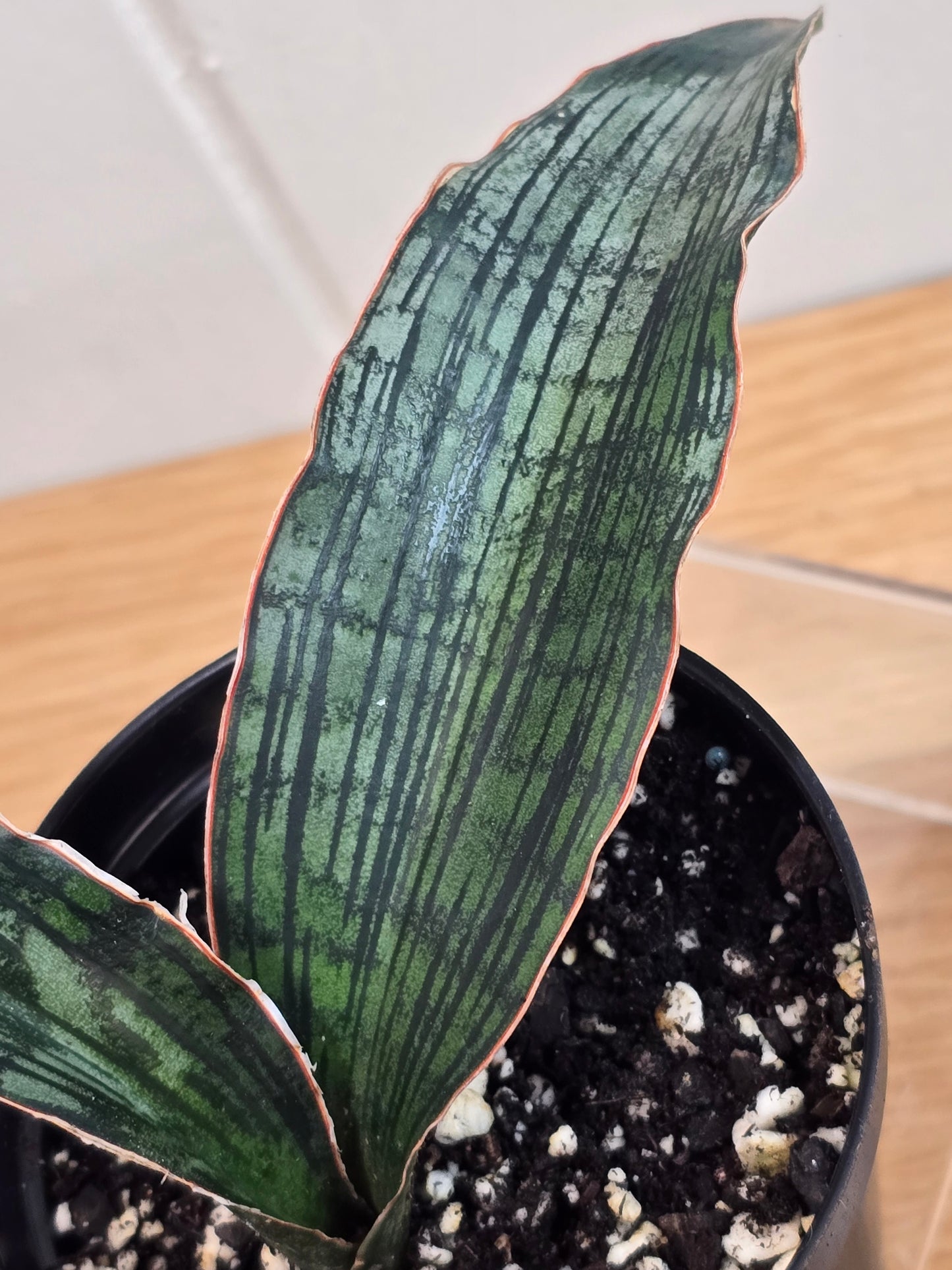 Sansevieria Cleopatra RARE Snake Plant Two Leafs in 5.5" Dominate Leaf
