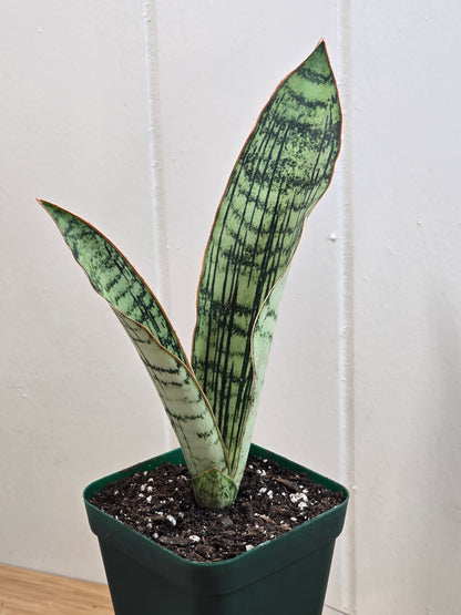Sansevieria Cleopatra RARE Snake Plant Two Leaf 8" Dominate Leaf 7" Second Leaf