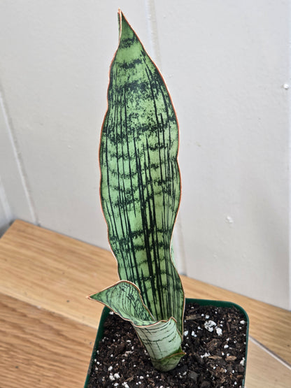 Sansevieria Cleopatra RARE Snake Plant Two Leaf 8" Dominate Leaf 7" Second Leaf