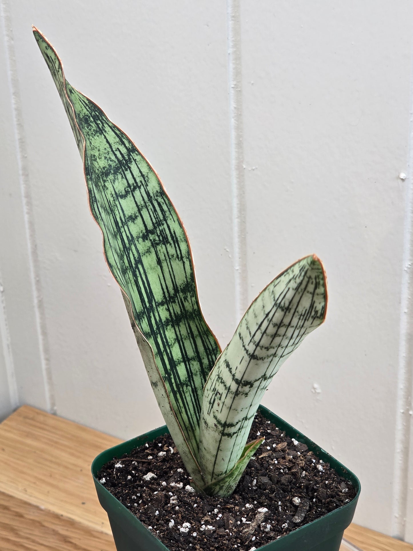 Sansevieria Cleopatra RARE Snake Plant Two Leaf 8" Dominate Leaf 7" Second Leaf