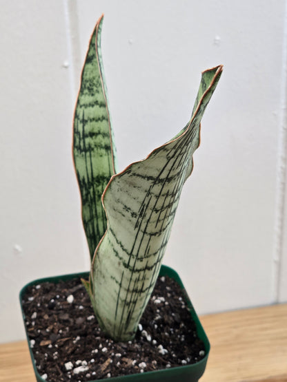 Sansevieria Cleopatra RARE Snake Plant Two Leaf 8" Dominate Leaf 7" Second Leaf