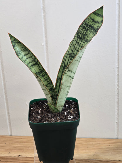 Sansevieria Cleopatra RARE Snake Plant Two Leaf 8" Dominate Leaf 7" Second Leaf