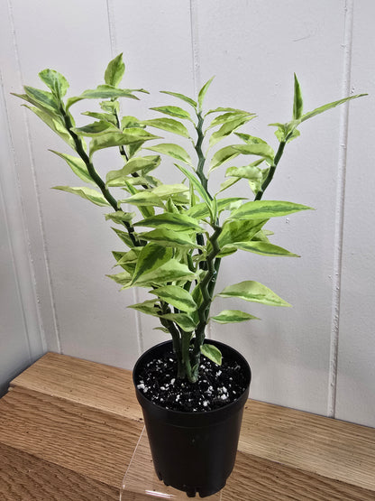 Devil's Backbone Variegated Euphorbia | Zig Zag Stalk Live Plant | 10" Tall