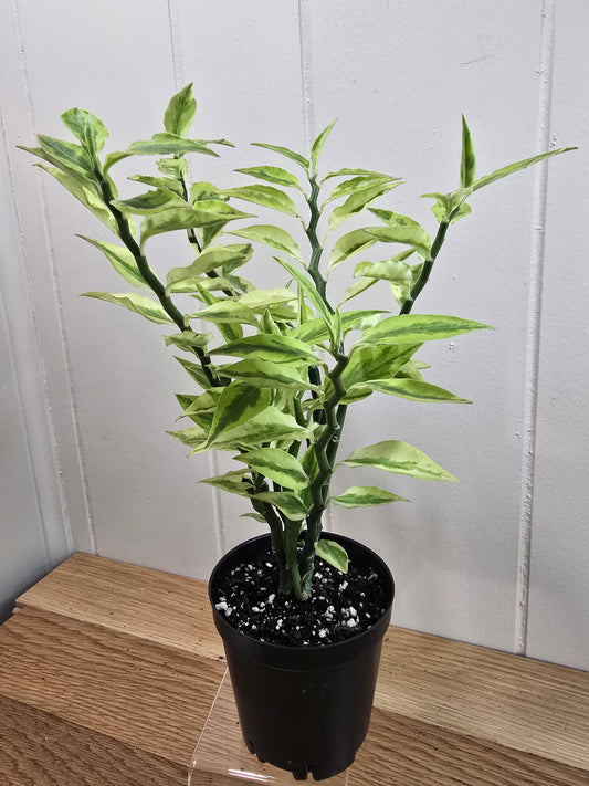Devil's Backbone Variegated Euphorbia | Zig Zag Stalk Live Plant | 10" Tall