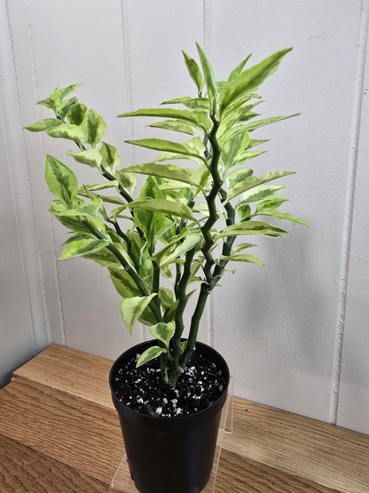 Devil's Backbone Variegated Euphorbia | Zig Zag Stalk Live Plant | 10" Tall