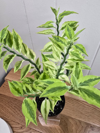 Devil's Backbone Variegated Euphorbia | Zig Zag Stalk Live Plant | 10" Tall