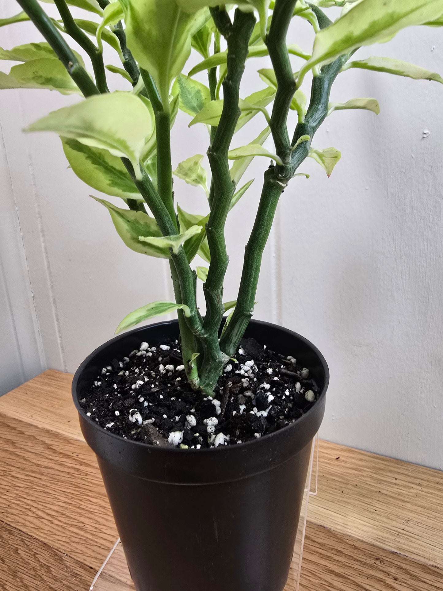 Devil's Backbone Variegated Euphorbia | Zig Zag Stalk Live Plant | 10" Tall