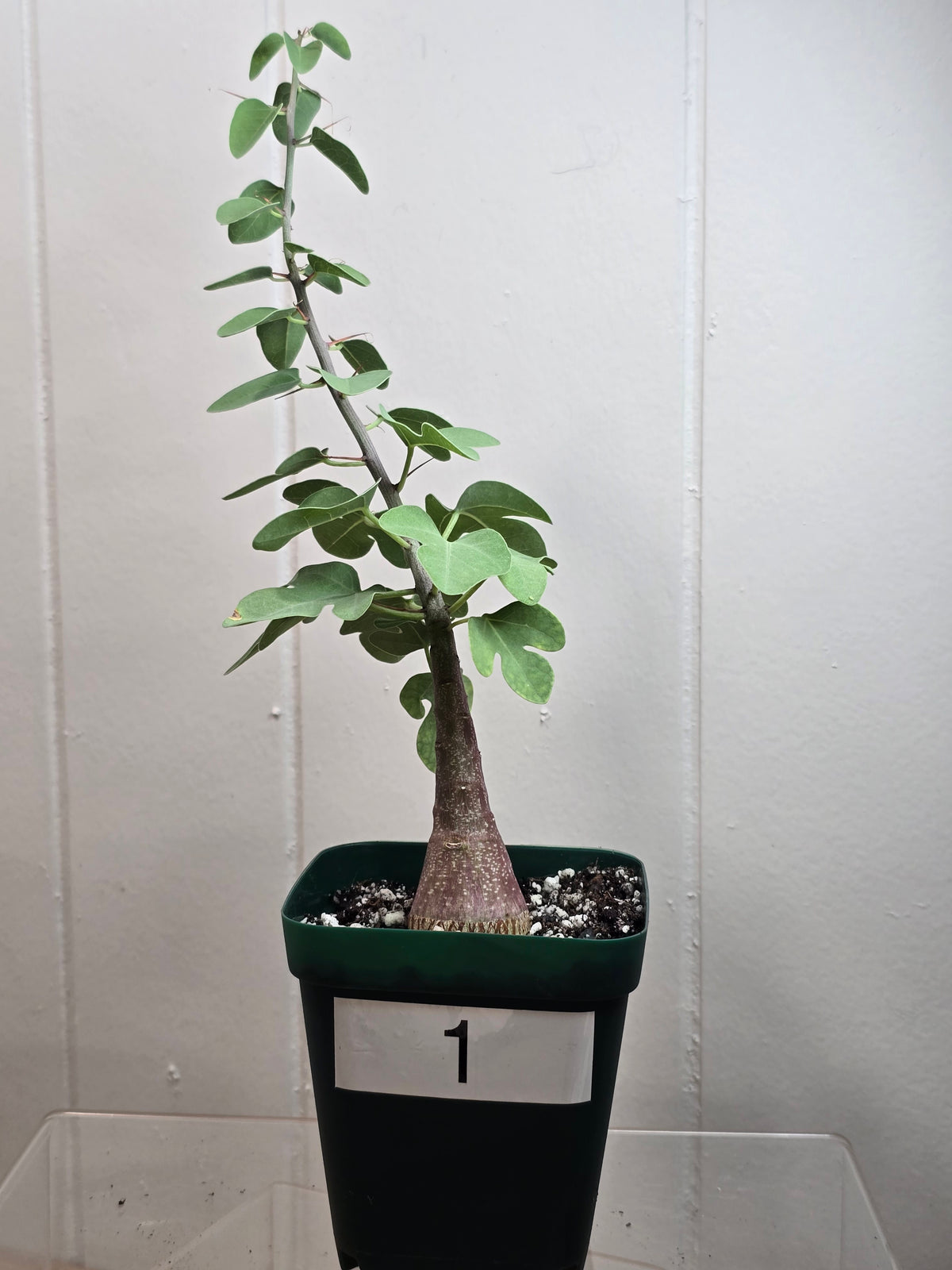Adenia Spinosa RARE Succulent Caudex Tuber Plant in 4" Pot- Perfect for Bonsai