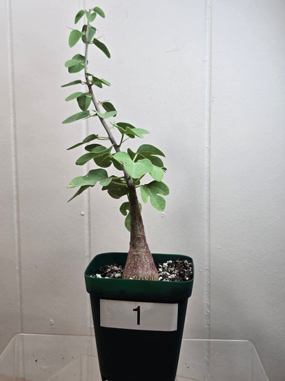 Adenia Spinosa RARE Succulent Caudex Tuber Plant in 4" Pot- Perfect for Bonsai
