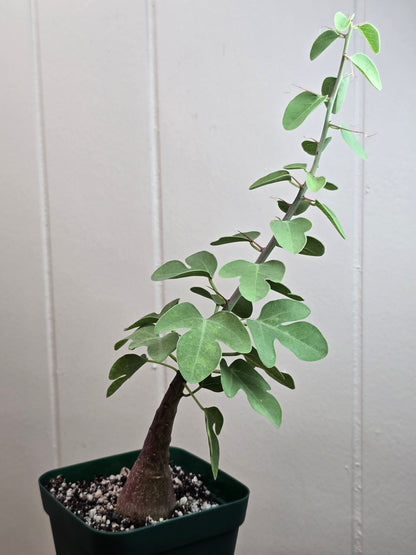 Adenia Spinosa RARE Succulent Caudex Tuber Plant in 4" Pot- Perfect for Bonsai
