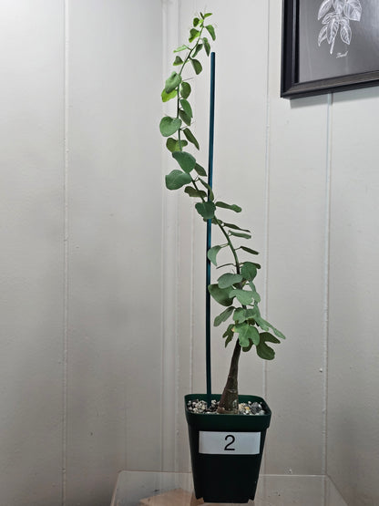 Adenia Spinosa RARE Succulent Caudex Tuber Plant in 4" Pot- Perfect for Bonsai