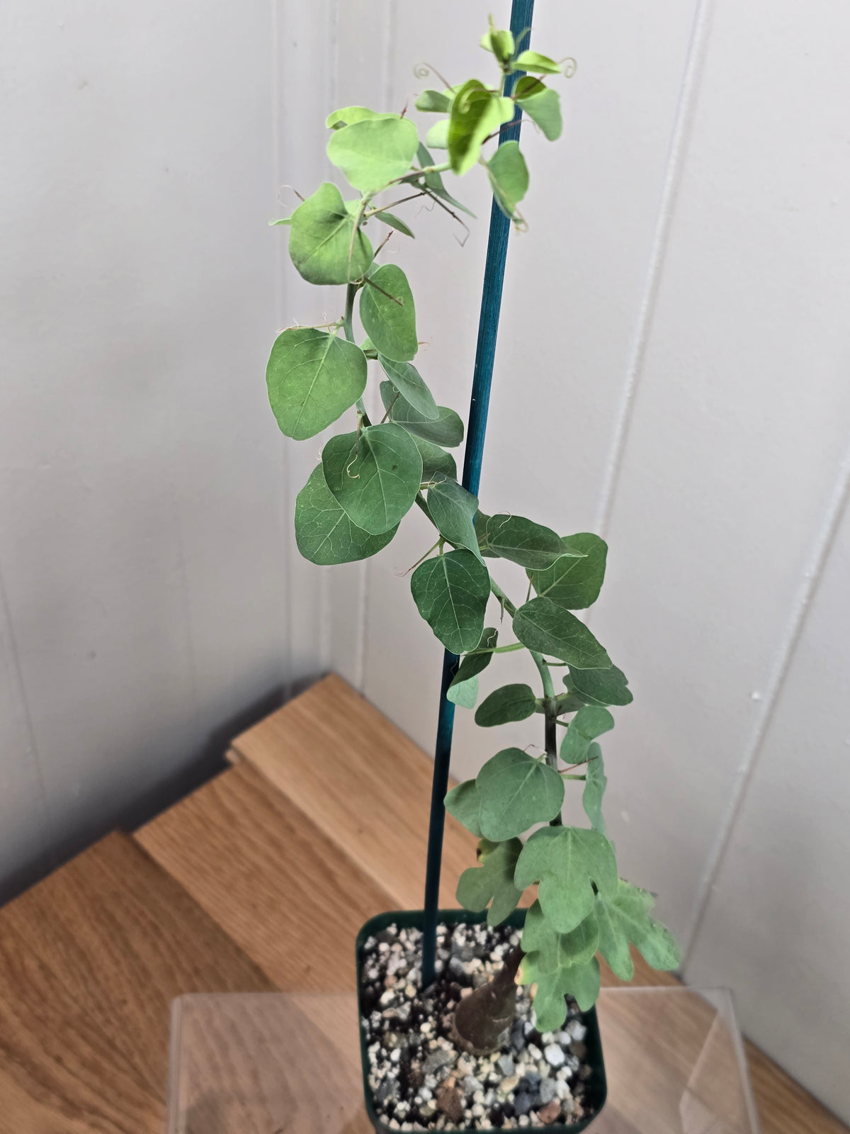 Adenia Spinosa RARE Succulent Caudex Tuber Plant in 4" Pot- Perfect for Bonsai