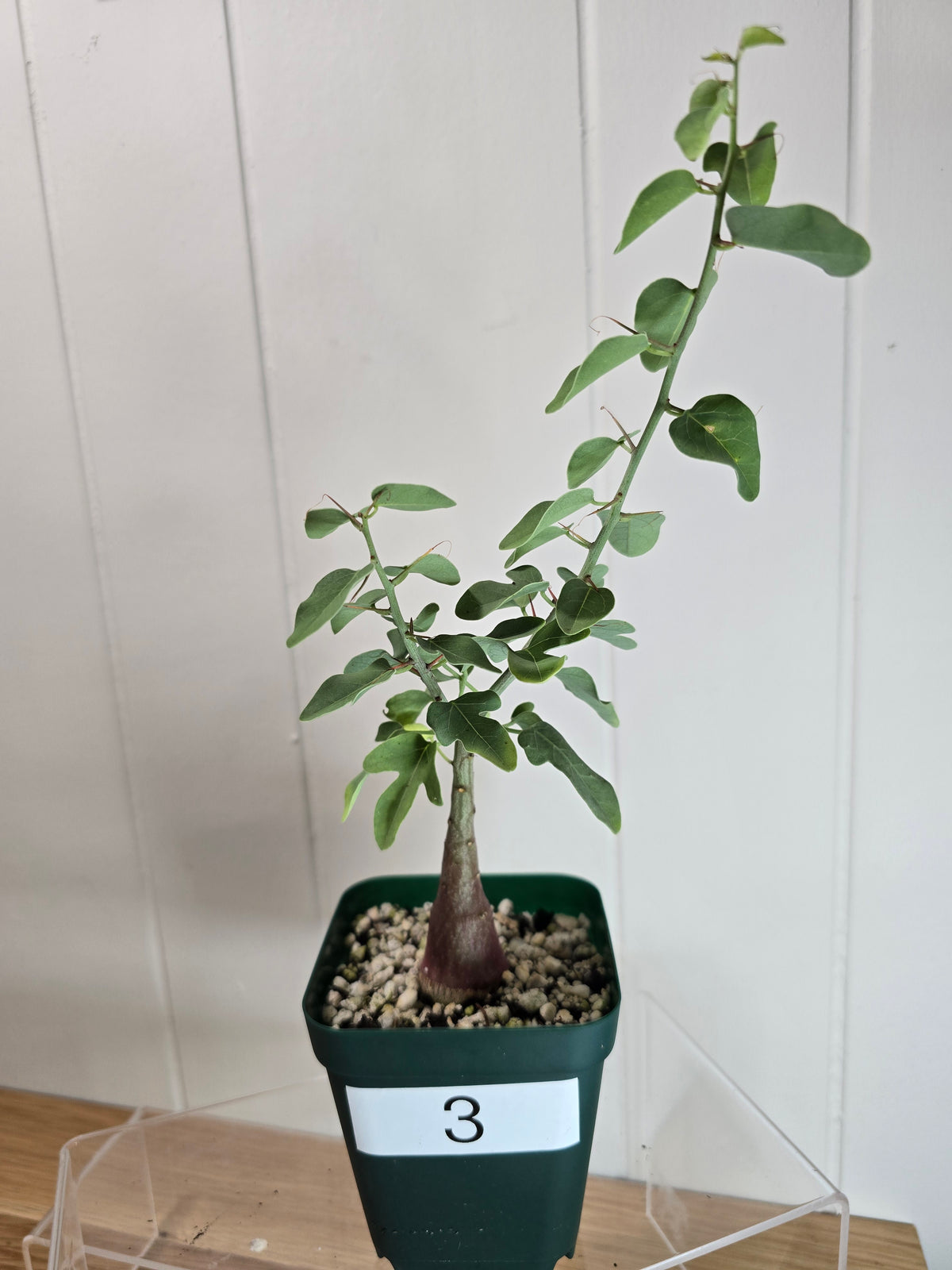 Adenia Spinosa RARE Succulent Caudex Tuber Plant in 4" Pot- Perfect for Bonsai