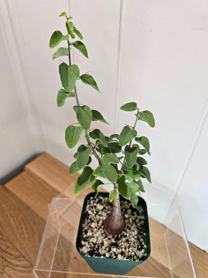 Adenia Spinosa RARE Succulent Caudex Tuber Plant in 4" Pot- Perfect for Bonsai