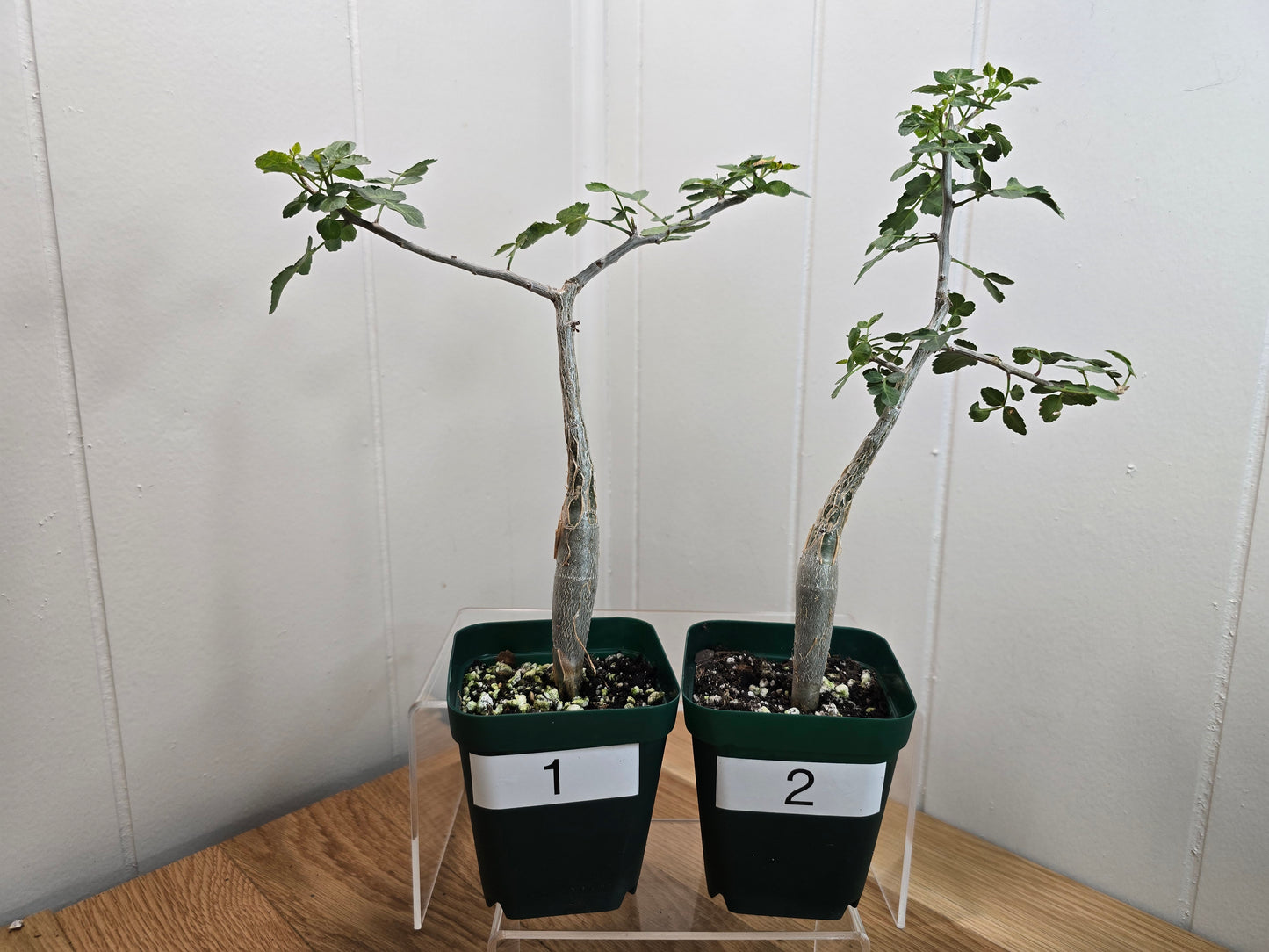 Bursera Fagaroides - Mexican Frankincense Bursera - In 4" Pot
