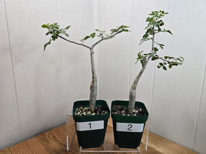 Bursera Fagaroides - Mexican Frankincense Bursera - In 4" Pot