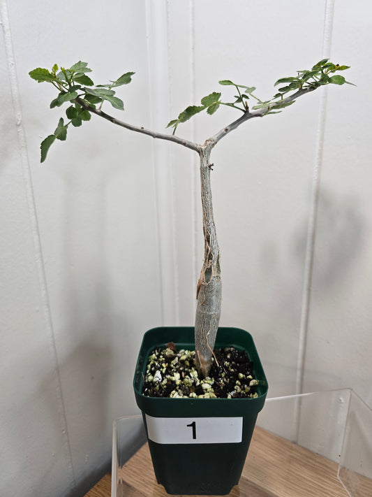 Bursera Fagaroides - Mexican Frankincense Bursera - In 4" Pot