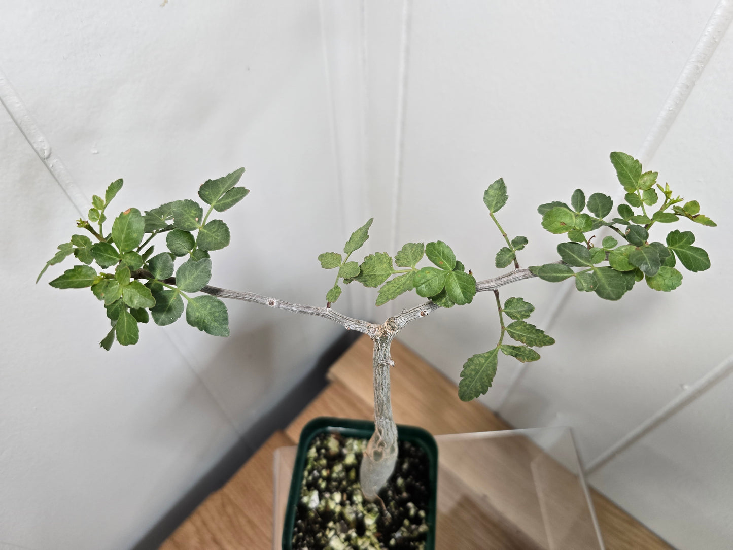 Bursera Fagaroides - Mexican Frankincense Bursera - In 4" Pot