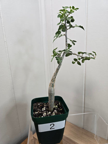 Bursera Fagaroides - Mexican Frankincense Bursera - In 4" Pot