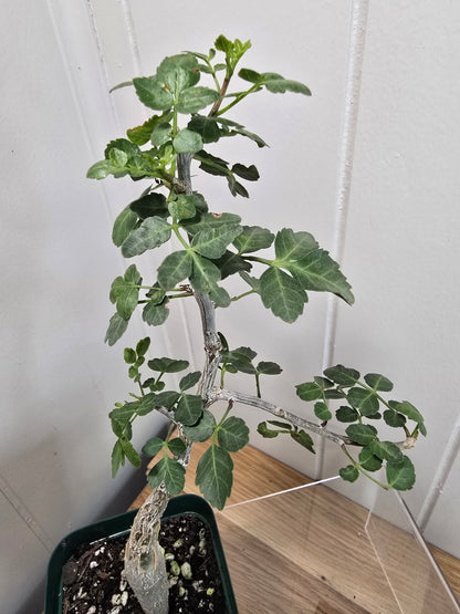 Bursera Fagaroides - Mexican Frankincense Bursera - In 4" Pot