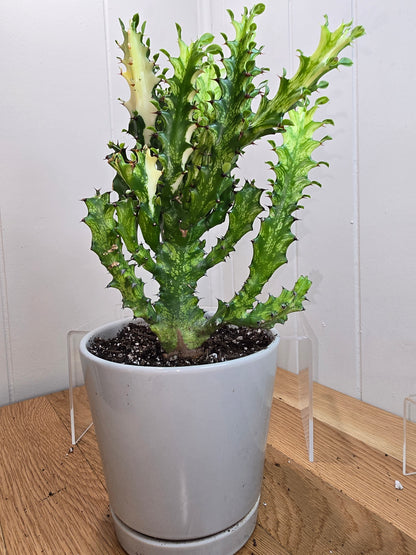 Euphorbia Trigona Variegated 'Mint Cream' - African Milk Tree 10" Tall - Bare Root